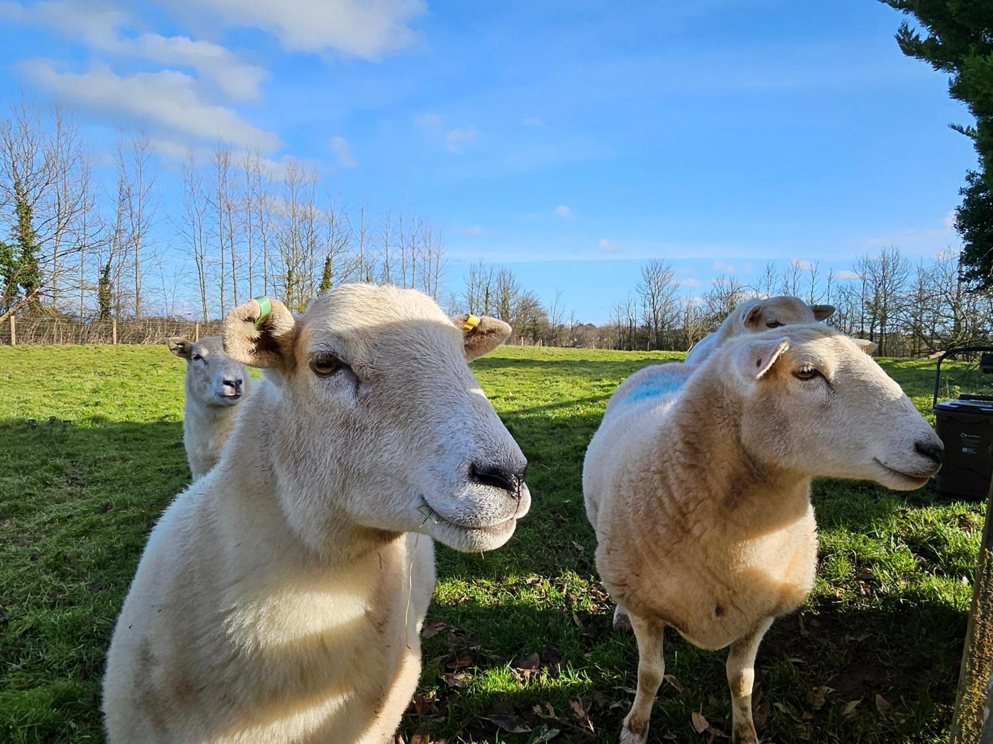 Sleeps 12, Stunning Dog Friendly Lodge, Rural Village Nether Stowey Экстерьер фото